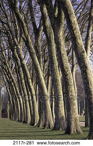trees, nature, branches, row, line View Large Photo Image Stock Image - trees, nature, branches, row, line. Fotosearch