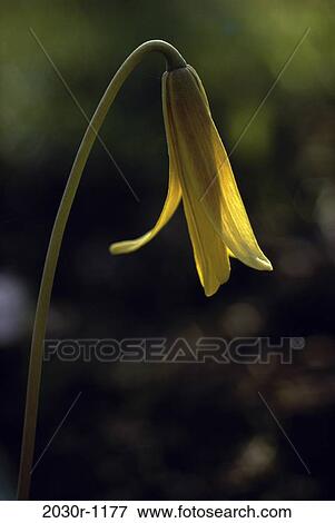 Trout Lily View Large Photo Image Stock Photo - Trout Lily. Fotosearch
