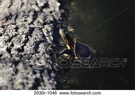 Turtle View Large Photo Image Stock Photograph - Turtle. Fotosearch