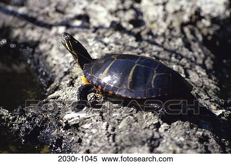 Stock Photography - Turtle. Fotosearch