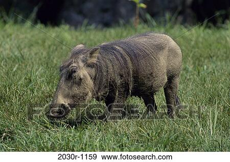 Wart Hog View Large Photo Image Stock Photo - Wart Hog. Fotosearch