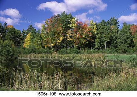 water, autumn, nature, forest, scenic, pond View Large Photo Image Stock Photo - water, autumn, nature, forest, scenic, pond. Fotosearch