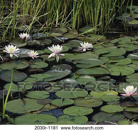 Water Lilies View Large Photo Image Stock Image - Water Lilies. Fotosearch