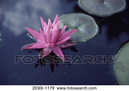 Water Lily View Large Photo Image Stock Photo - Water Lily. Fotosearch