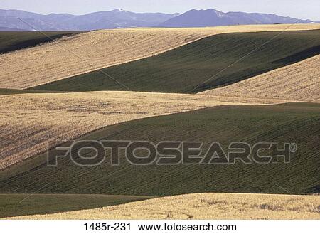 Stock Image - Wheat Fields. Fotosearch