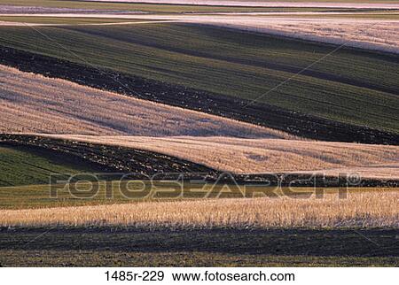 Stock Photo - Wheat Fields. Fotosearch