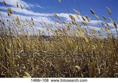 Wheat View Large Photo Image Stock Photo - Wheat. Fotosearch