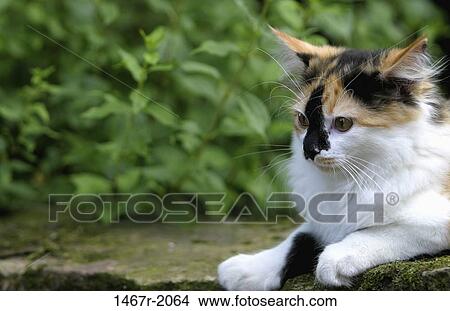 whiskers, kitten, cat, outdoors, looking, watching View Large Photo Image Picture - whiskers, kitten, cat, outdoors, looking, watching. Fotosearch
