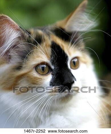 whiskers, staring, face, cat, outdoors, animal View Large Photo Image Stock Image - whiskers, staring, face, cat, outdoors, animal. Fotosearch