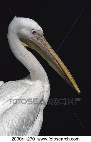 White Pelican View Large Photo Image Stock Image - White Pelican. Fotosearch
