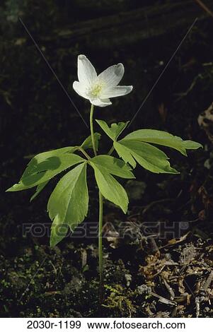 Stock Photo - Wood Anemone. Fotosearch