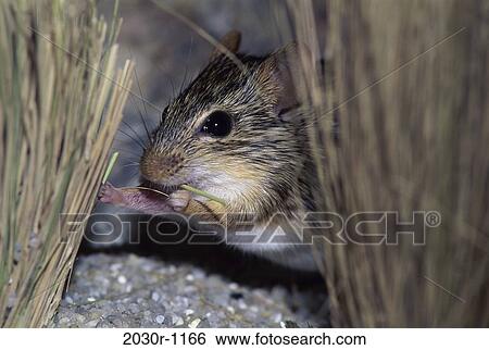 Zebra Mouse View Large Photo Image Stock Photograph - Zebra Mouse. Fotosearch