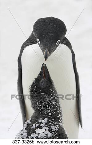 Adelie penguin (Pygoscelis adeliae) feeding its young one, Antarctica View Large Photo Image Stock Image - Adelie penguin (Pygoscelis adeliae) feeding its young one, Antarctica. Fotosearch