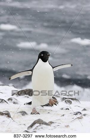 Adelie penguin (Pygoscelis adeliae) walking on snow, Antarctica View Large Photo Image Stock Photo - Adelie penguin (Pygoscelis adeliae) walking on snow, Antarctica. Fotosearch
