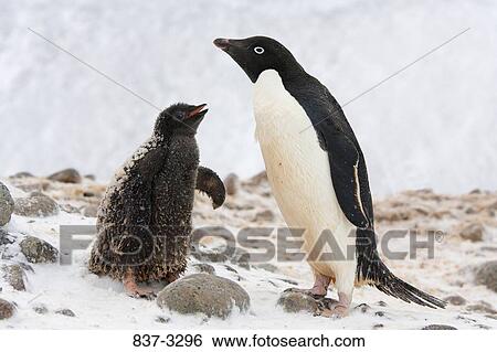 Adelie penguin (pygoscelis adeliae) with its young one, Antarctica View Large Photo Image Stock Photograph - Adelie penguin (pygoscelis adeliae) with its young one, Antarctica. Fotosearch
