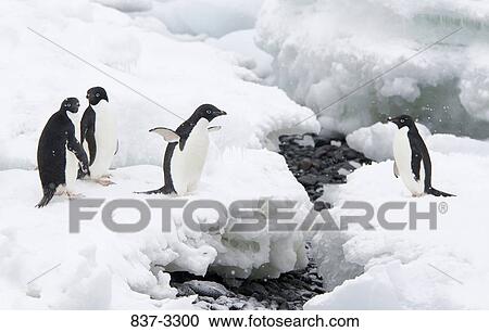Stock Image - Adelie penguins (Pygoscelis adeliae) crossing the gap between icebergs, Antarctica. Fotosearch
