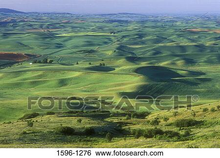Aerial view of a landscape, Palouse Hills, Steptoe Butte State Park, Washington State, USA View Large Photo Image Stock Photograph - Aerial view of a landscape, Palouse Hills, Steptoe Butte State Park, Washington State, USA. Fotosearch