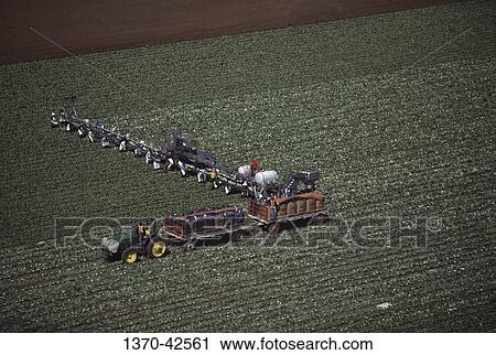Aerial view of workers harvesting head lettuce in a field, Salinas, California, USA View Large Photo Image Stock Image - Aerial view of workers harvesting head lettuce in a field, Salinas, California, USA. Fotosearch