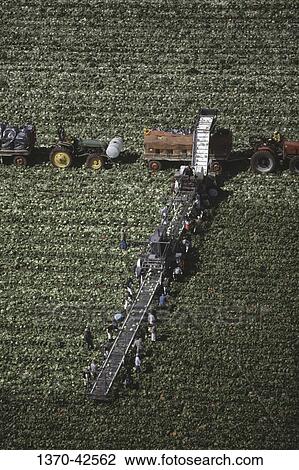 Aerial view of workers harvesting head lettuce in a field, Salinas, California, USA View Large Photo Image Stock Image - Aerial view of workers harvesting head lettuce in a field, Salinas, California, USA. Fotosearch