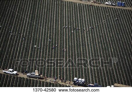 Stock Image - Aerial view of workers harvesting cauliflowers in a field, Salinas, California, USA. Fotosearch