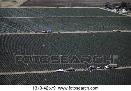 Aerial view of workers harvesting cauliflowers in a field, Salinas, California, USA View Large Photo Image Stock Photo - Aerial view of workers harvesting cauliflowers in a field, Salinas, California, USA. Fotosearch