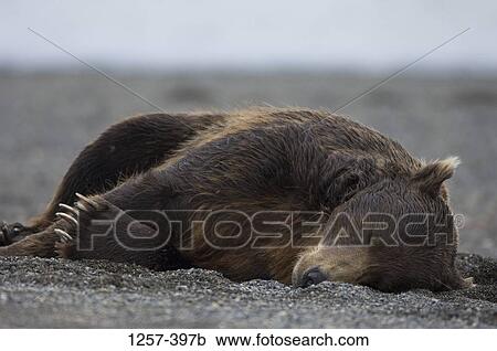 Stock Image - Alaskan Brown bear (Ursus arctos middendorffi) lying in sand, Hallo Bay, Alaska, USA. Fotosearch