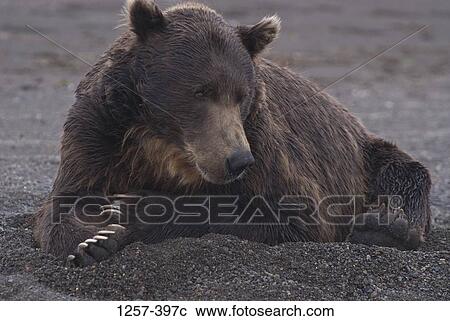 Alaskan Brown bear (Ursus arctos middendorffi) lying in sand, Hallo Bay, Alaska, USA View Large Photo Image Stock Image - Alaskan Brown bear (Ursus arctos middendorffi) lying in sand, Hallo Bay, Alaska, USA. Fotosearch