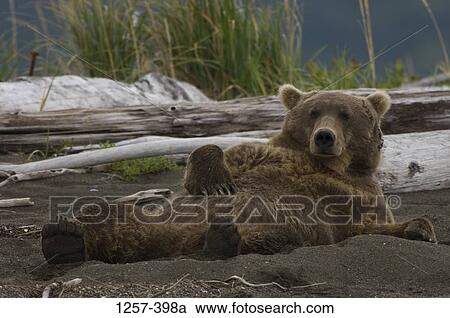 Alaskan Brown bear (Ursus arctos middendorffi) lying in sand, Hallo Bay, Alaska, USA View Large Photo Image Stock Image - Alaskan Brown bear (Ursus arctos middendorffi) lying in sand, Hallo Bay, Alaska, USA. Fotosearch