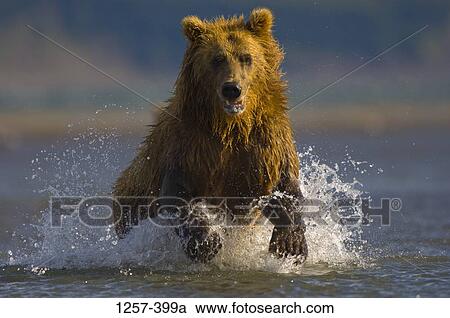 Alaskan Brown bear (Ursus arctos middendorffi) running in water, Hallo Bay, Alaska, USA View Large Photo Image Stock Image - Alaskan Brown bear (Ursus arctos middendorffi) running in water, Hallo Bay, Alaska, USA. Fotosearch