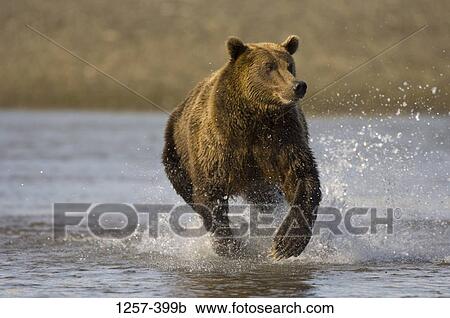 Alaskan Brown bear (Ursus arctos middendorffi) running in water, Hallo Bay, Alaska, USA View Large Photo Image Stock Image - Alaskan Brown bear (Ursus arctos middendorffi) running in water, Hallo Bay, Alaska, USA. Fotosearch