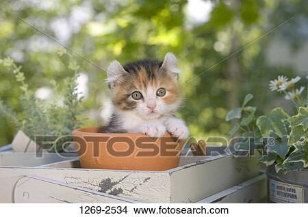 American Curl kitten in a pot View Large Photo Image Picture - American Curl kitten in a pot. Fotosearch