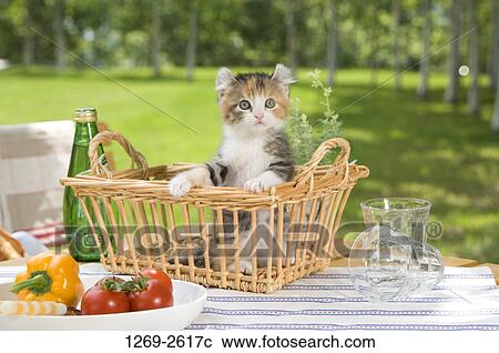 American Curl kitten in a wicker basket View Large Photo Image Stock Image - American Curl kitten in a wicker basket. Fotosearch