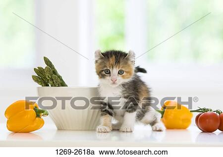 American Curl kitten on a table View Large Photo Image Stock Image - American Curl kitten on a table. Fotosearch