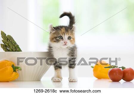 American Curl kitten on a table View Large Photo Image Stock Image - American Curl kitten on a table. Fotosearch