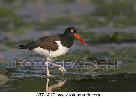 American oystercatcher (Haematopus palliatus) wading in water View Large Photo Image Stock Image - American oystercatcher (Haematopus palliatus) wading in water. Fotosearch