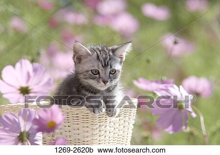 American Shorthair kitten in a wicker basket View Large Photo Image Stock Image - American Shorthair kitten in a wicker basket. Fotosearch