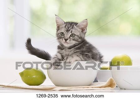 American Shorthair kitten on a bowl View Large Photo Image Stock Photography - American Shorthair kitten on a bowl. Fotosearch