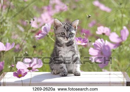 American Shorthair kitten on a table View Large Photo Image Stock Image - American Shorthair kitten on a table. Fotosearch