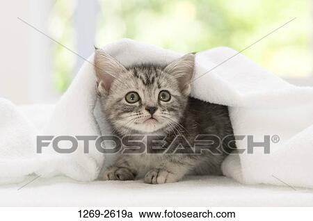 American Shorthair Kitten Under A Blanket Stock Image 1269 2619a