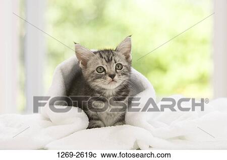 American Shorthair kitten under a blanket View Large Photo Image Stock Image - American Shorthair kitten under a blanket. Fotosearch
