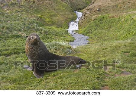 Antarctic Fur seal (Arctocephalus gazella) in a field, South Sandwich Islands, Antarctica View Large Photo Image Stock Photo - Antarctic Fur seal (Arctocephalus gazella) in a field, South Sandwich Islands, Antarctica. Fotosearch