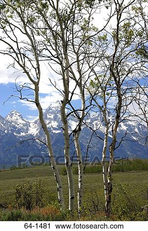 Aspen Trees in a field, Grand Teton National Park, Wyoming, USA View Large Photo Image Stock Image - Aspen Trees in a field, Grand Teton National Park, Wyoming, USA. Fotosearch