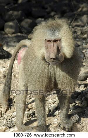 Stock Photograph - Baboon standing on rocks, Djibouti. Fotosearch