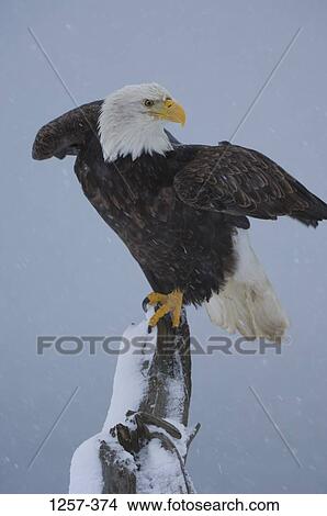 Picture - Bald eagle (Haliaeetus leucocephalus) perching on a branch, Homer, Alaska, USA. Fotosearch