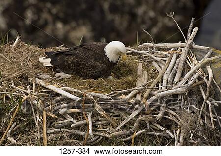 Bald eagle (Haliaeetus leucocephalus) on its nest, Unalaska Island, Dutch Harbor, Alaska, USA View Large Photo Image Picture - Bald eagle (Haliaeetus leucocephalus) on its nest, Unalaska Island, Dutch Harbor, Alaska, USA. Fotosearch