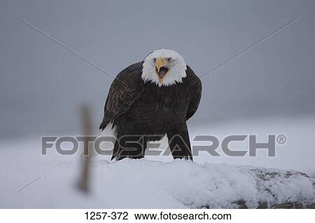 Bald eagle (Haliaeetus leucocephalus) in snow, Homer, Alaska, USA View Large Photo Image Stock Image - Bald eagle (Haliaeetus leucocephalus) in snow, Homer, Alaska, USA. Fotosearch