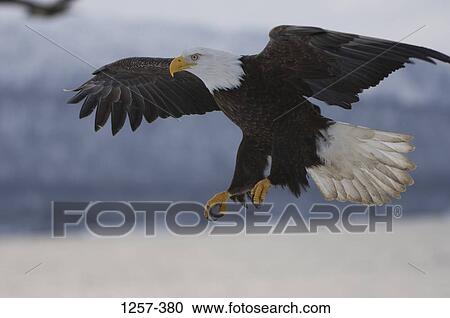Stock Image - Bald eagle (Haliaeetus leucocephalus) in flight, Homer, Alaska, USA. Fotosearch