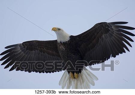 Stock Image - Bald eagle (Haliaeetus leucocephalus) in flight, Homer, Alaska, USA. Fotosearch