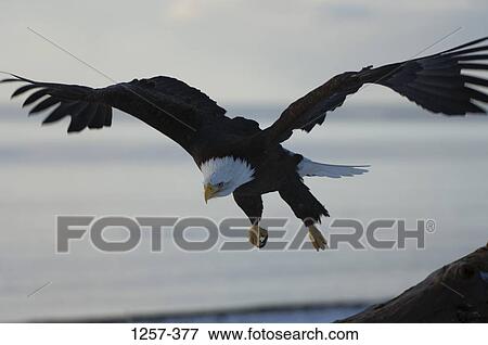 Bald eagle (Haliaeetus leucocephalus) in flight, Homer, Alaska, USA View Large Photo Image Stock Photo - Bald eagle (Haliaeetus leucocephalus) in flight, Homer, Alaska, USA. Fotosearch