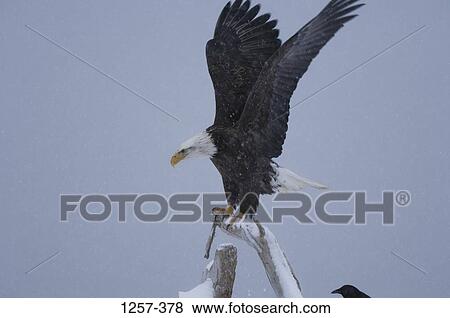 Bald eagle (Haliaeetus leucocephalus) perching on a branch, Homer, Alaska, USA View Large Photo Image Stock Photo - Bald eagle (Haliaeetus leucocephalus) perching on a branch, Homer, Alaska, USA. Fotosearch